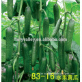 World Top Quality Super High Yield Heat Tolerant All Season Planting Fruit Type Hybrid Mini Cucumber Seeds For Cultivation